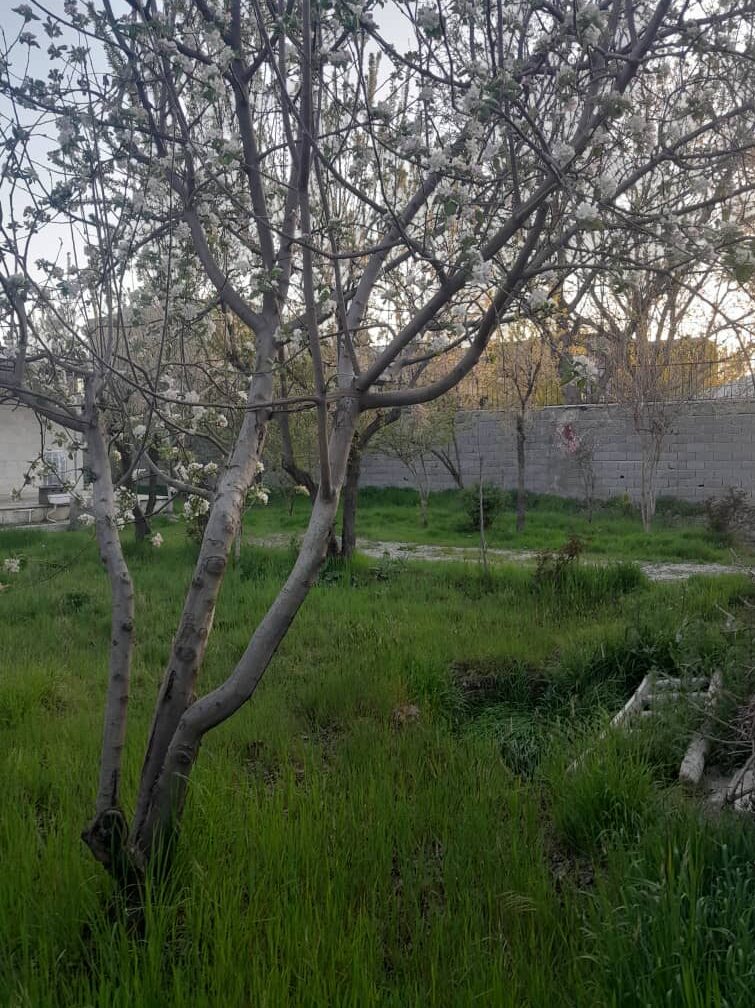 باغچه در عباس آباد