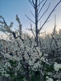 عباس آباد بزرگ