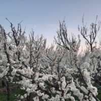 باغچه درعباس آباد کوچک